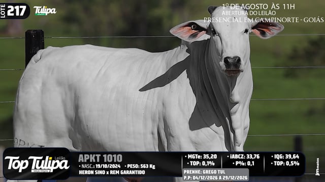 Lote 217