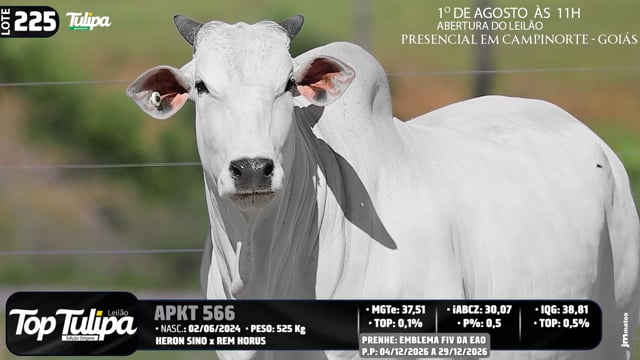 Lote 225