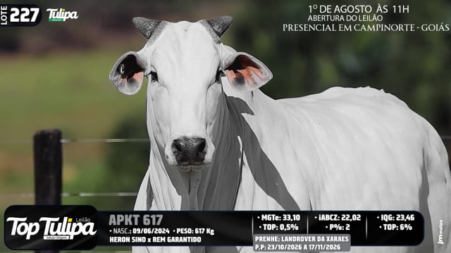 Lote 227