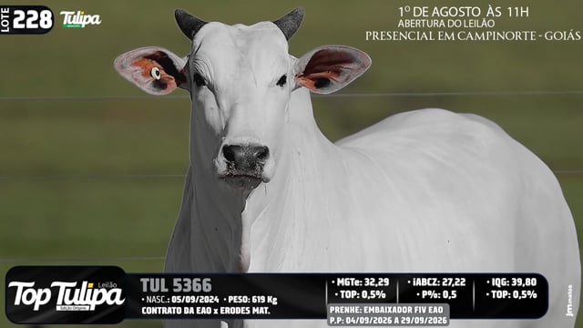 Lote 228