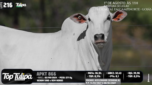 Lote 216