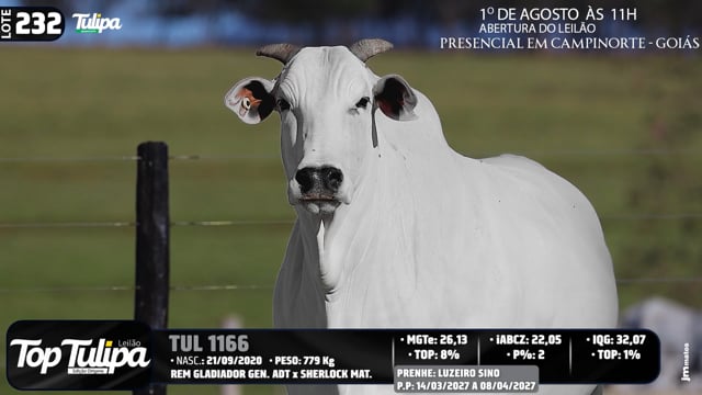 Lote 232