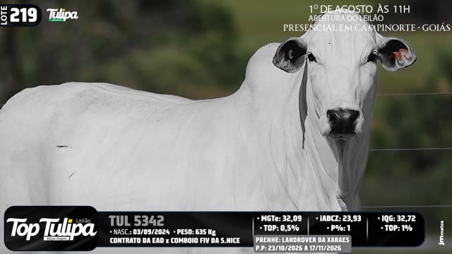 Lote 219