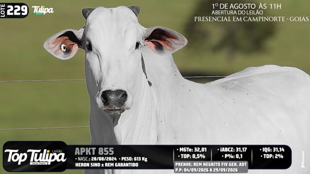 Lote 229