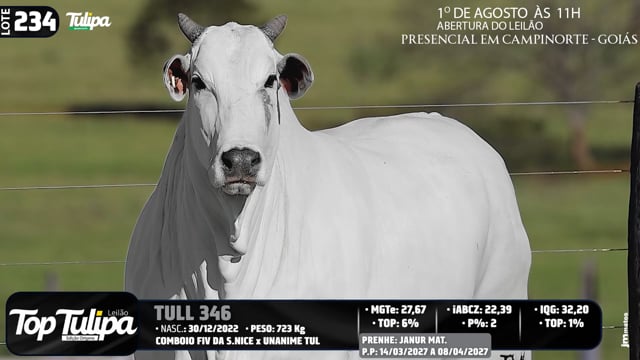 Lote 234