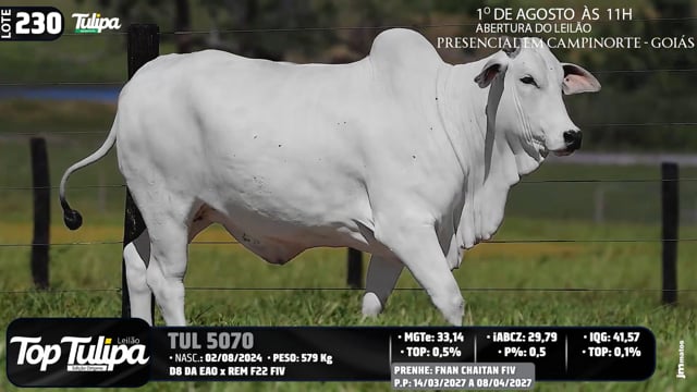 Lote 230