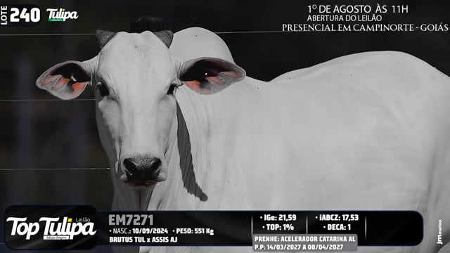 Lote 240