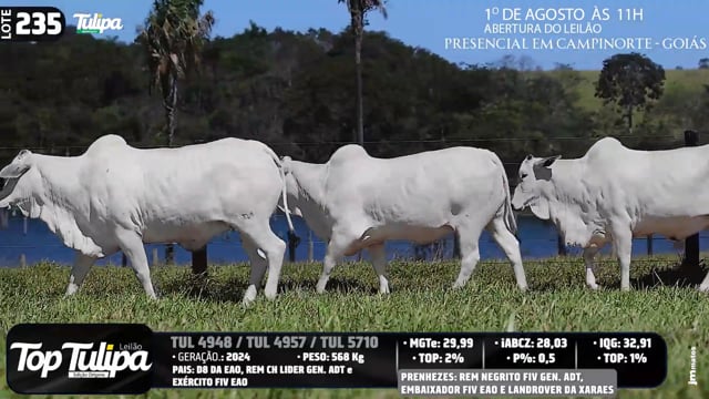 Lote 235