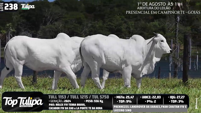 Lote 238