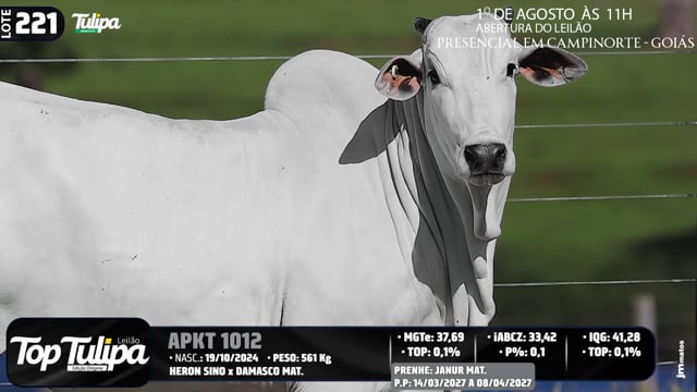 Lote 221