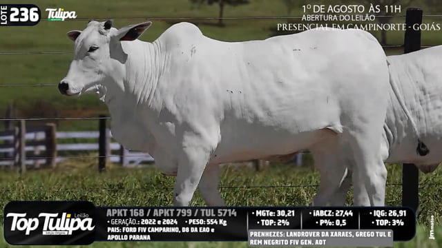 Lote 236