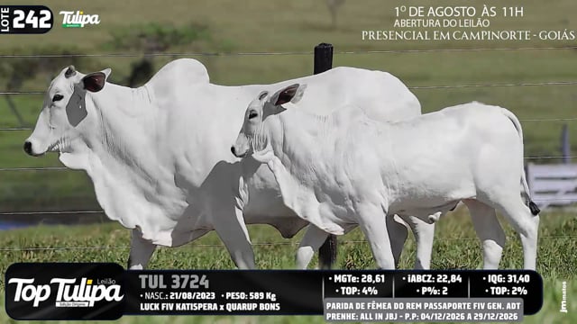 Lote 242