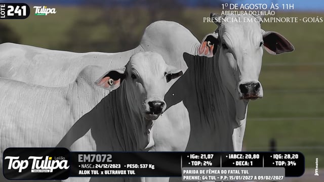 Lote 241