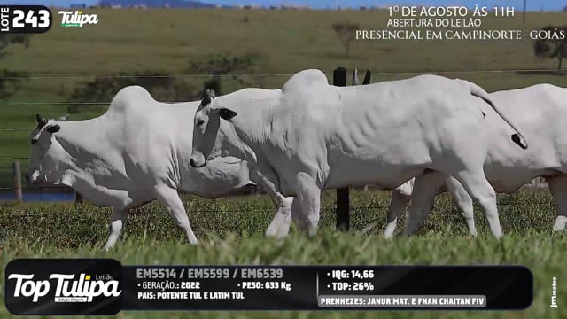 Lote 243