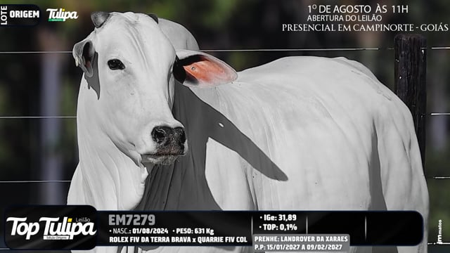 Lote Origem