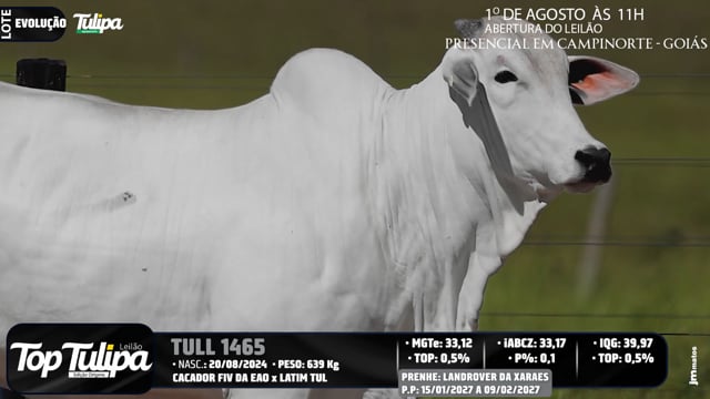 Lote Evolução