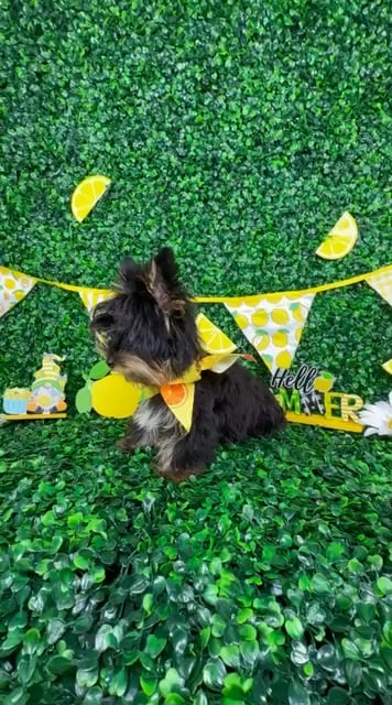 Male Yorkie puppy named Boss for sale at Puppy Dreams - North Richland Hills. video thumbnail