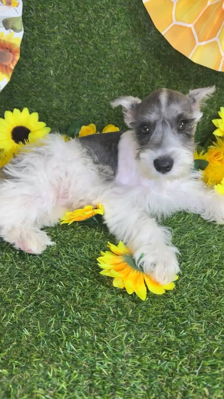 Male Mini Schnauzer puppy named Snickers for sale at Puppy Dreams - Arlington. video thumbnail