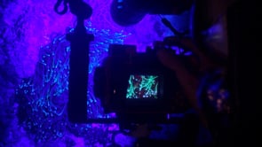 1271_Underwater photographer takes pictures of coral fluorescence