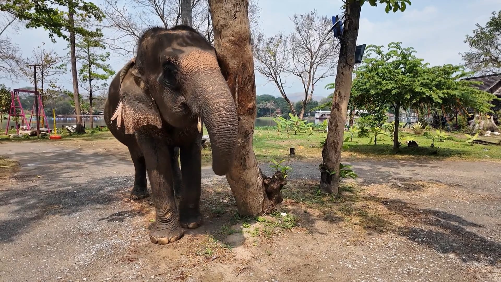 61 - Sanctuaires pour éléphants