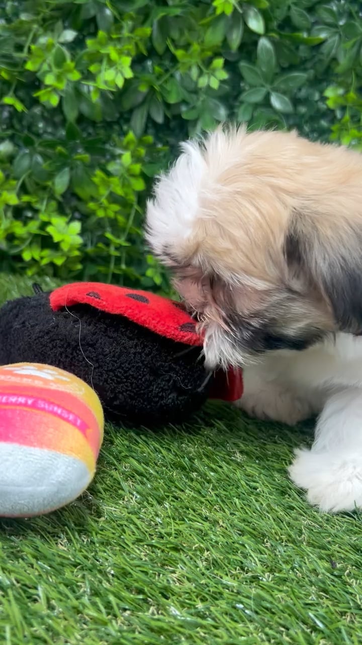 Male Teddy Bear puppy named Elio for sale at Puppy Dreams - Katy. video thumbnail
