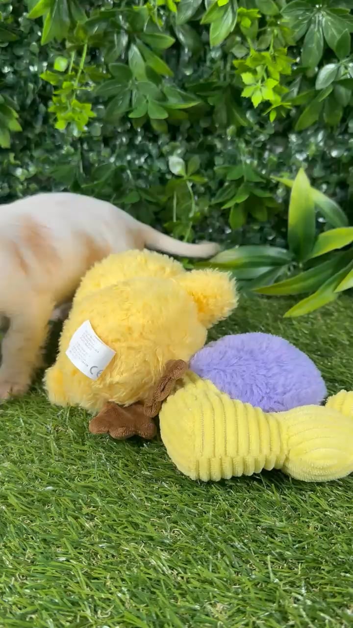 Male Dachshund puppy named Bay for sale at Puppy Dreams - Katy. video thumbnail