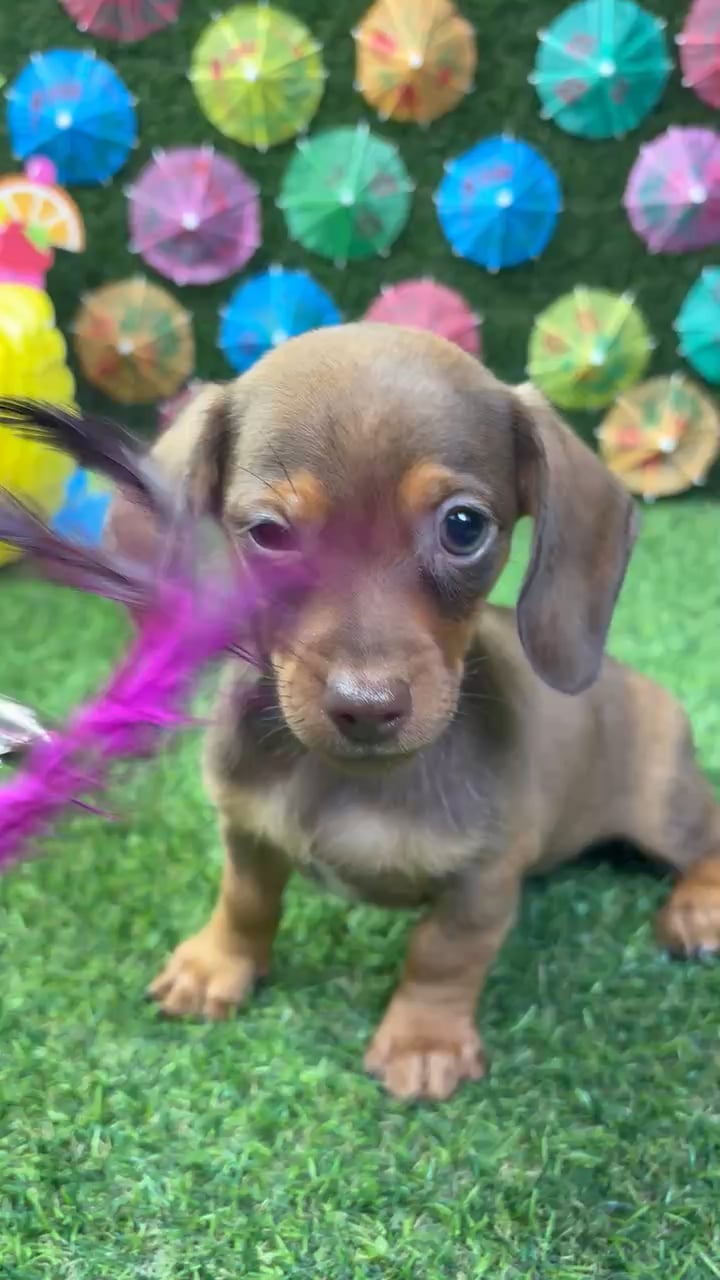 Male Dachshund puppy named Ash for sale at Puppy Dreams - Carrollton. video thumbnail