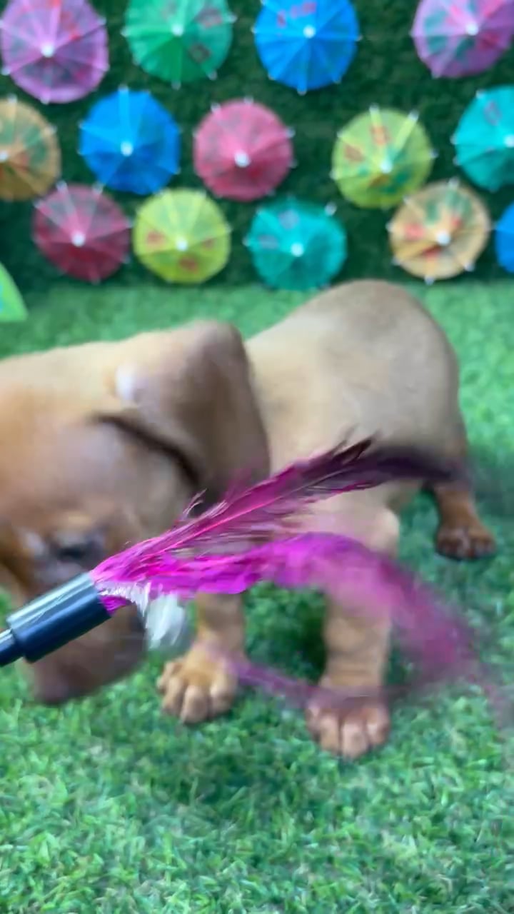 Female Dachshund puppy named Ember for sale at Puppy Dreams - Carrollton. video thumbnail