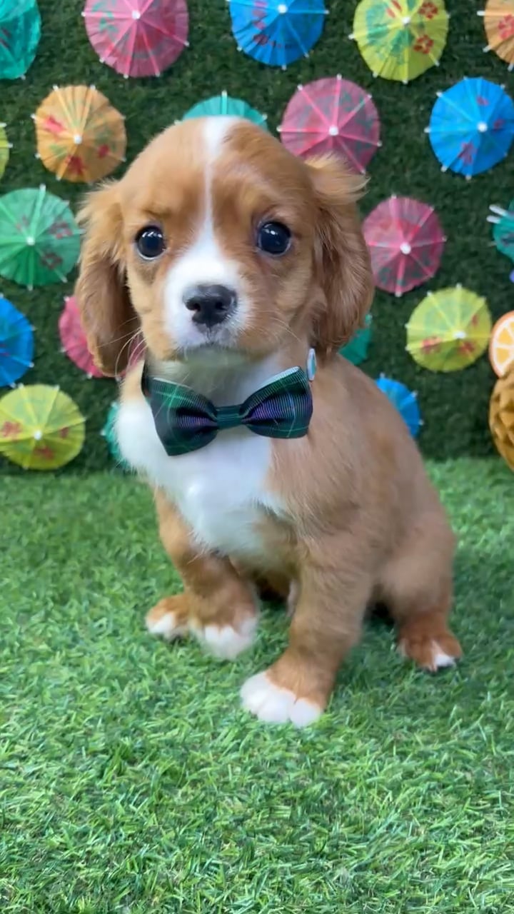 Male Cavalier King Charles Spaniel puppy named Archie for sale at Puppy Dreams - Carrollton. video thumbnail