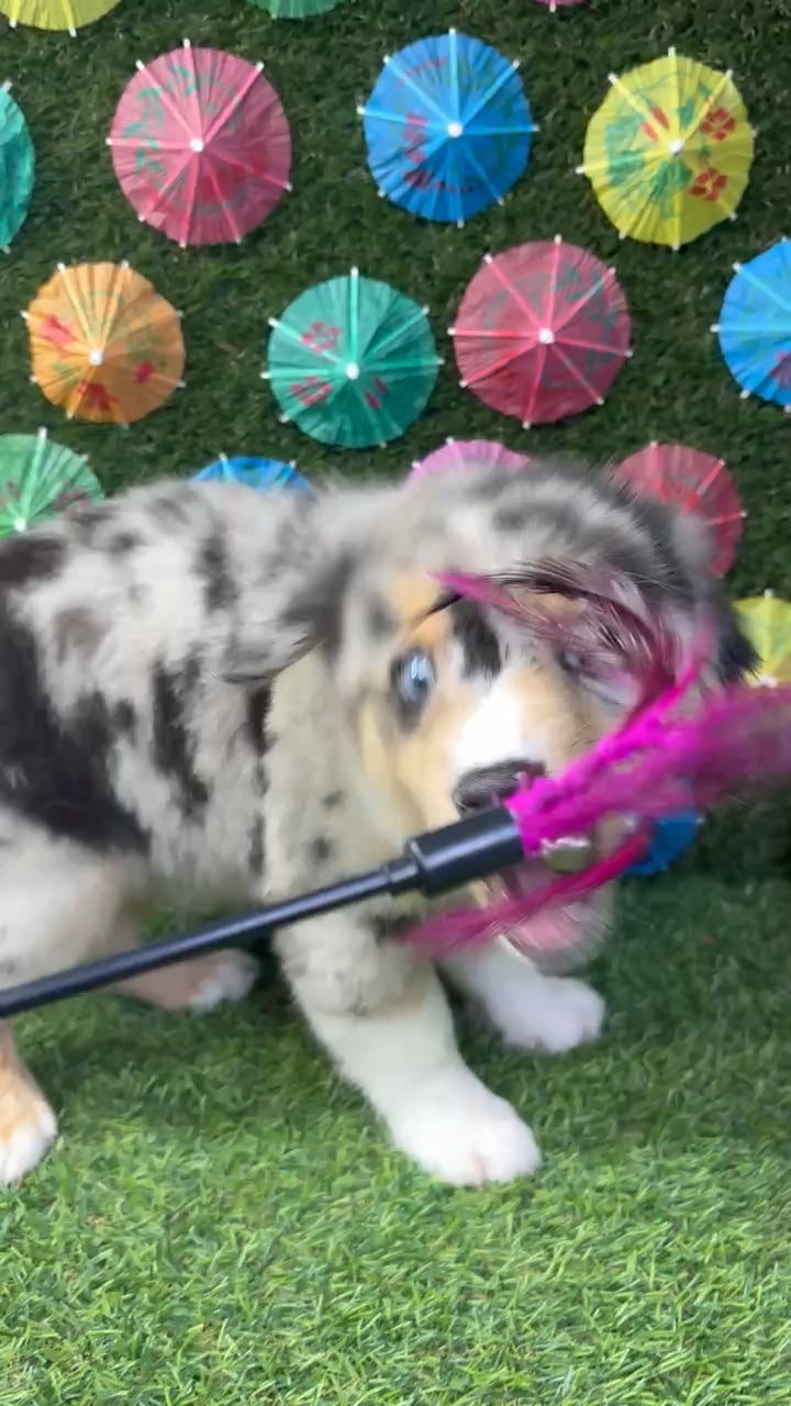 Male Mini Aussie puppy named Beau for sale at Puppy Dreams - Carrollton. video thumbnail