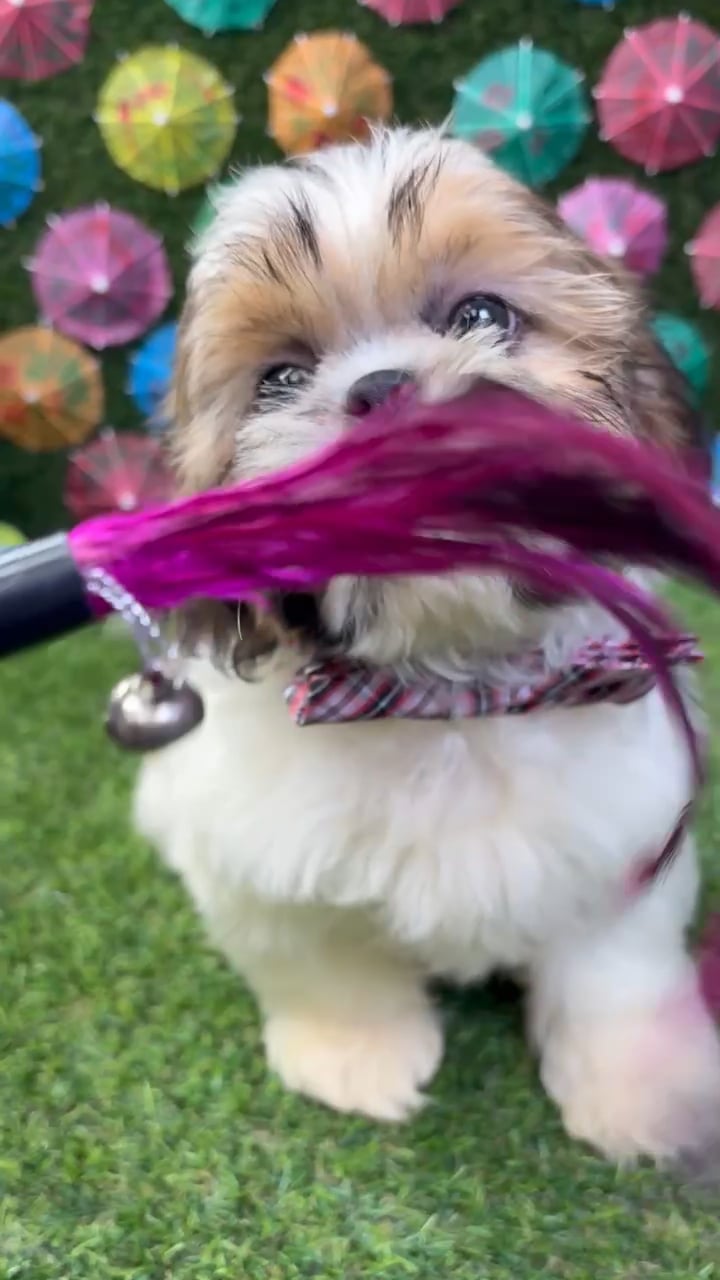 Male Shih Tzu puppy named Milo for sale at Puppy Dreams - Carrollton. video thumbnail
