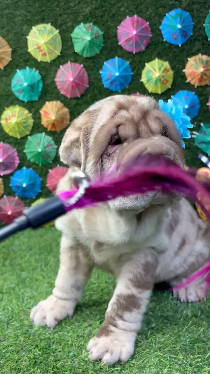 Female Shar Pei puppy named Duchess for sale at Puppy Dreams - Carrollton. video thumbnail