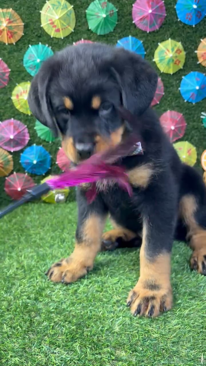 Male Rottweiler puppy named Boss for sale at Puppy Dreams - Carrollton. video thumbnail