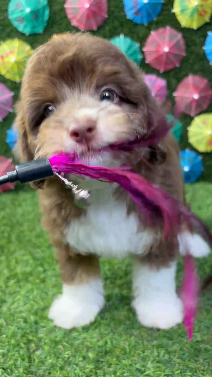 Male Mini Aussie Poo puppy named Charlie for sale at Puppy Dreams - Carrollton. video thumbnail
