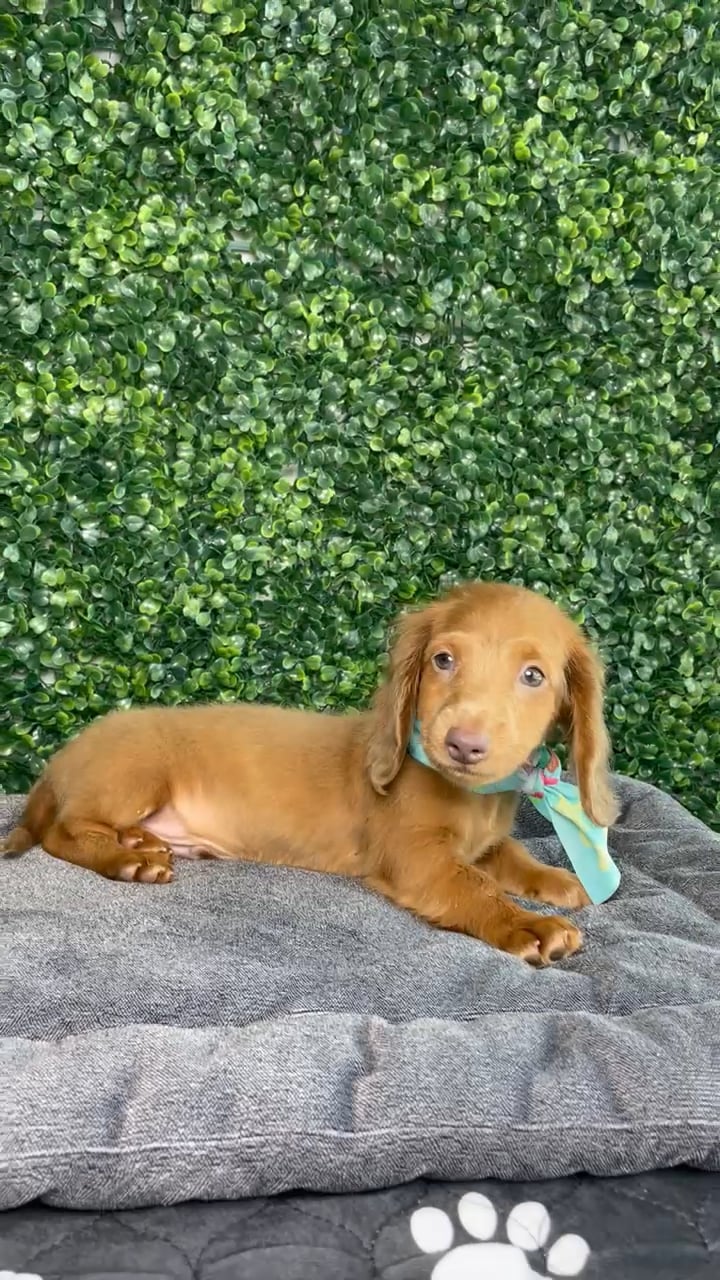 Male Dachshund puppy named Bugs for sale at Puppy Dreams - West Little Rock. video thumbnail
