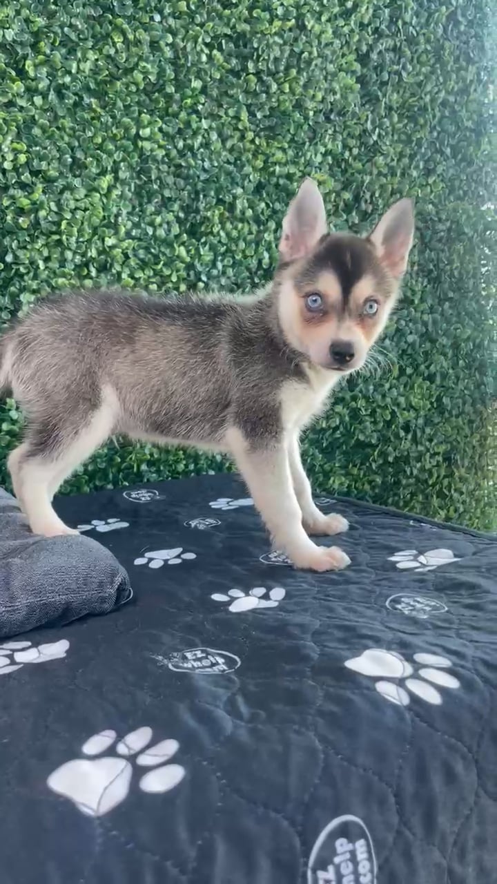 Male Alaskan Klee Kai puppy named Daffy for sale at Puppy Dreams - West Little Rock. video thumbnail