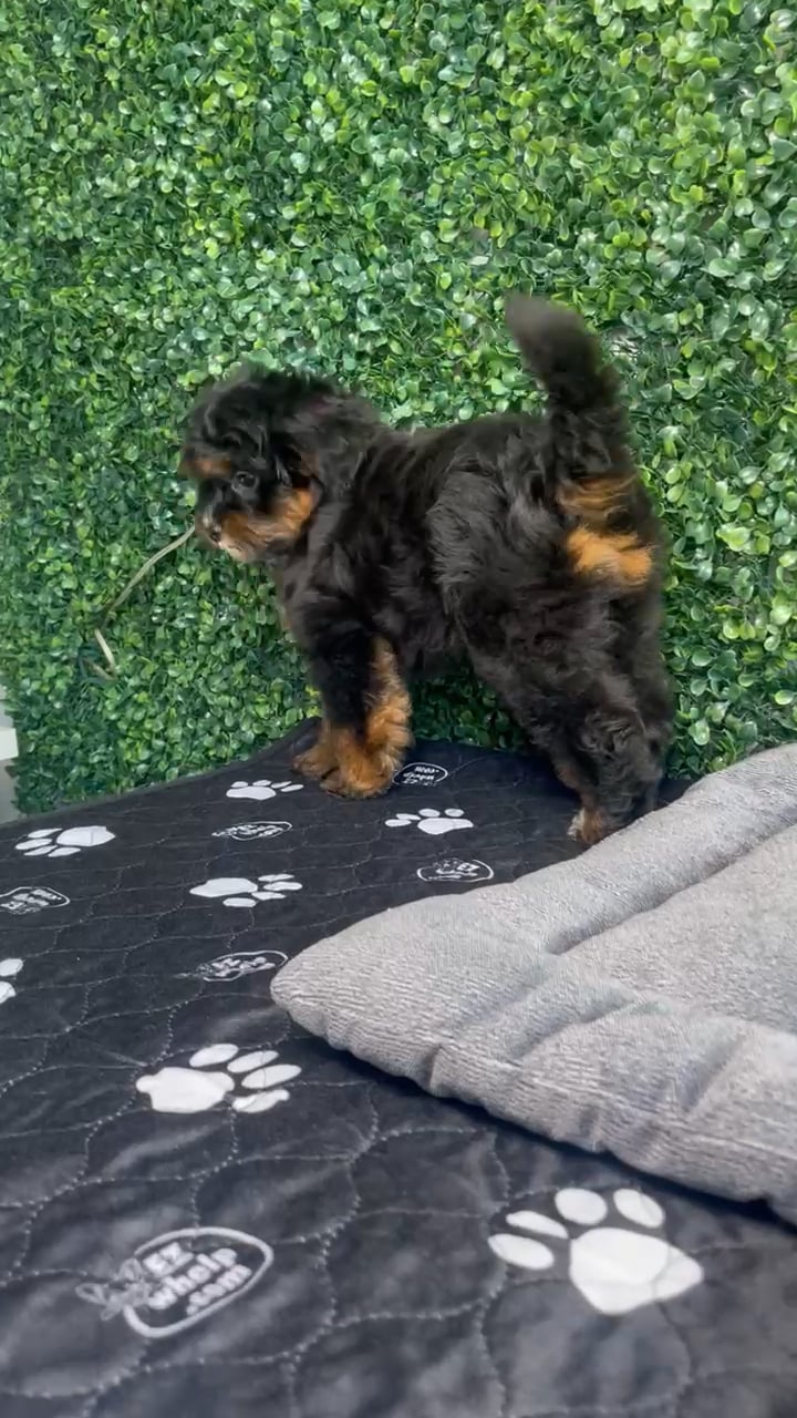 Female Bernedoodle Mini puppy named Lola for sale at Puppy Dreams - West Little Rock. video thumbnail