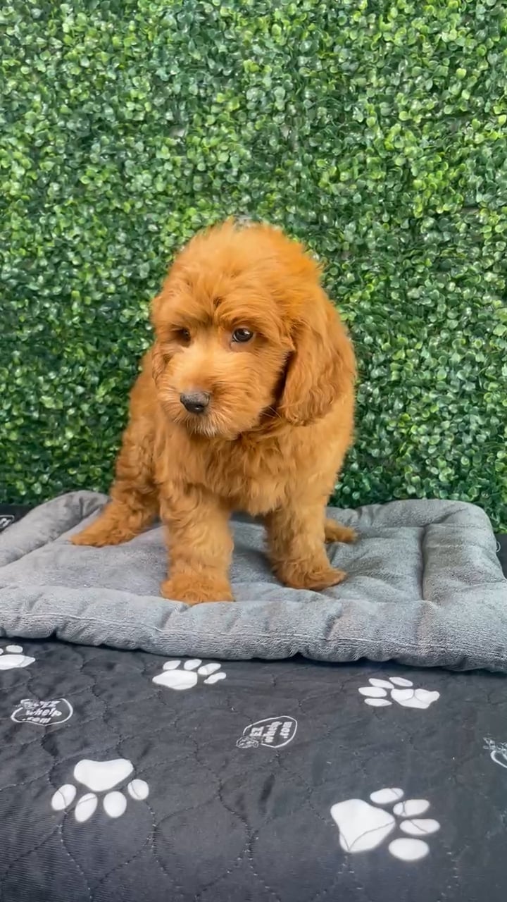 Male Goldendoodle puppy named Porky for sale at Puppy Dreams - West Little Rock. video thumbnail