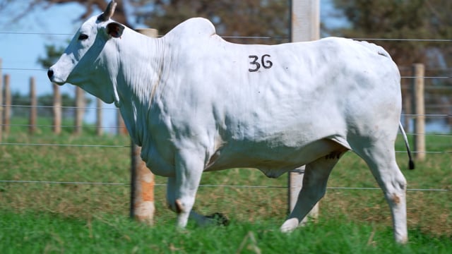 Lote 36