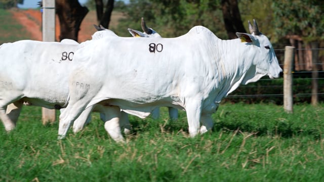 Lote 80