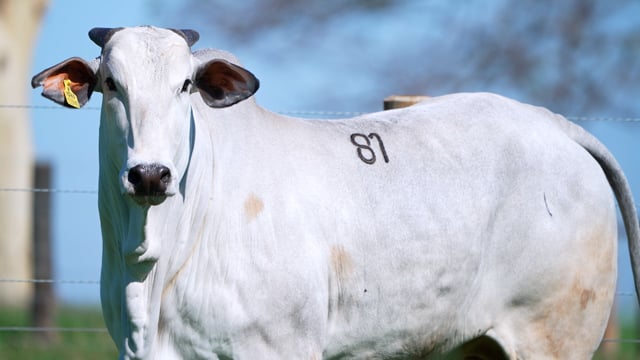 Lote 81