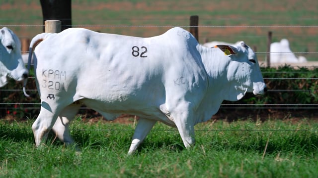 Lote 82