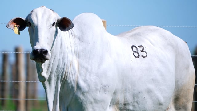Lote 83