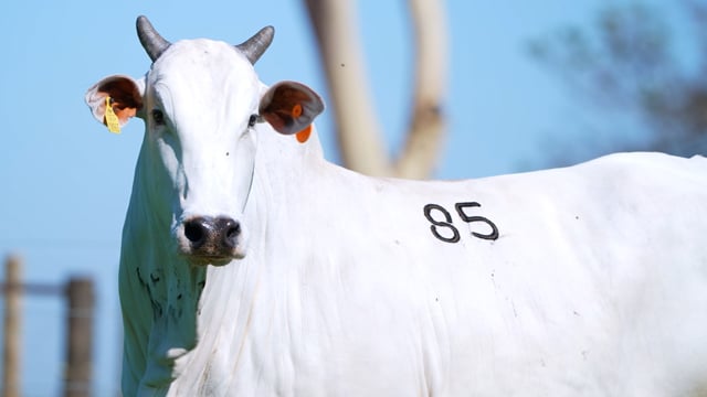 Lote 85