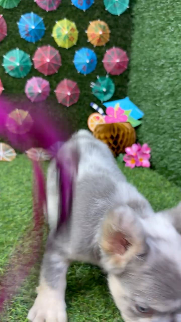 Male Fluffy French Bulldog puppy named Nacho for sale at Puppy Dreams - Carrollton. video thumbnail
