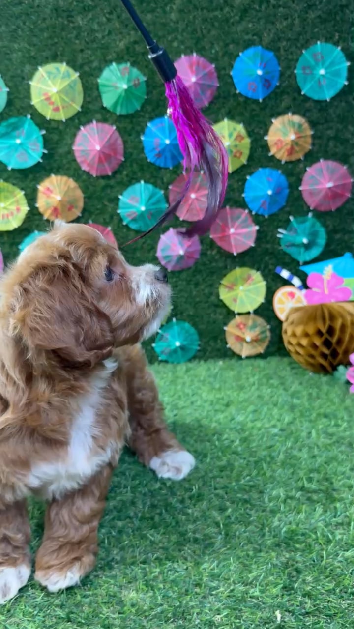 Male Cockapoo puppy named Benny for sale at Puppy Dreams - Carrollton. video thumbnail