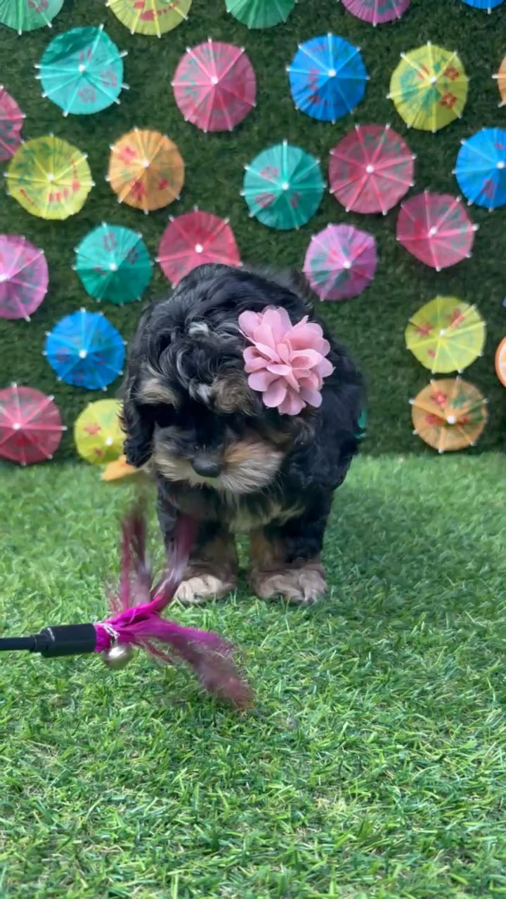Female Cockapoo puppy named Bonnie for sale at Puppy Dreams - Carrollton. video thumbnail