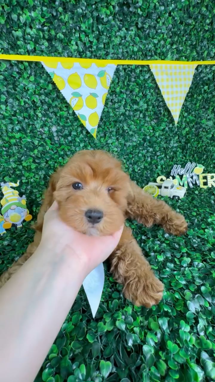 Male Cockapoo puppy named Sammy for sale at Puppy Dreams - North Richland Hills. video thumbnail