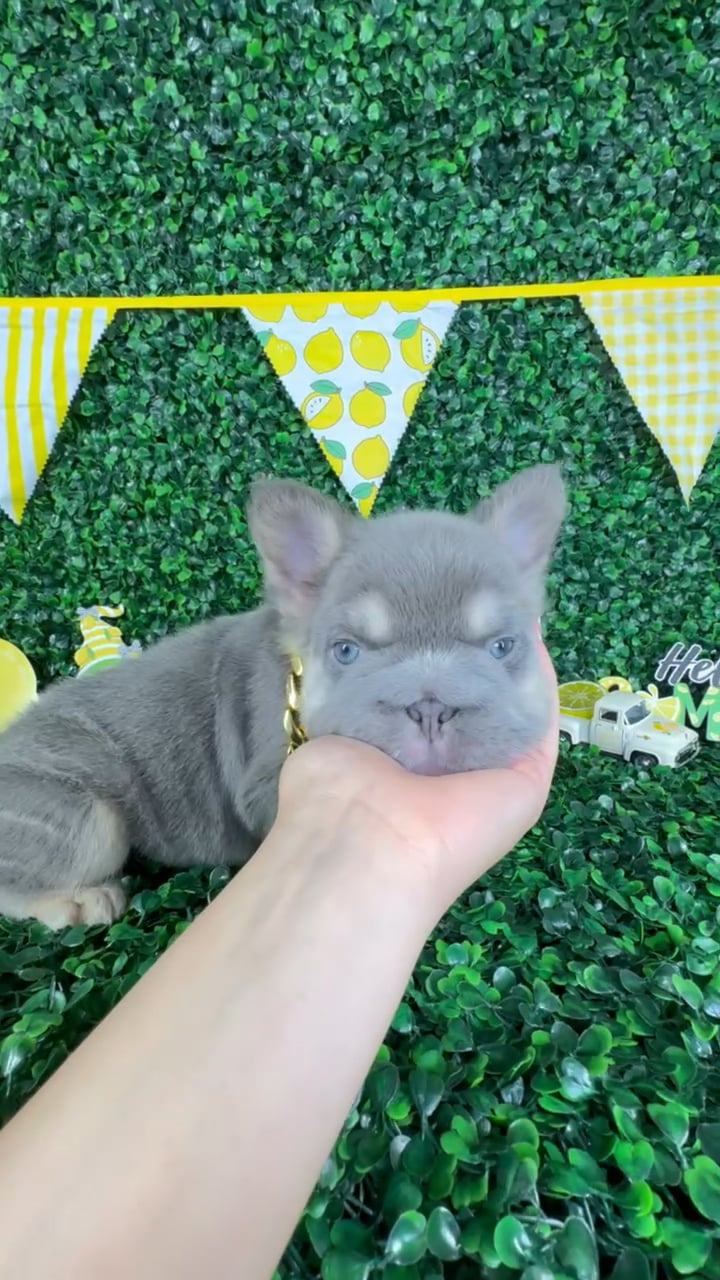 Male Fluffy French Bulldog puppy named Odin for sale at Puppy Dreams - North Richland Hills. video thumbnail