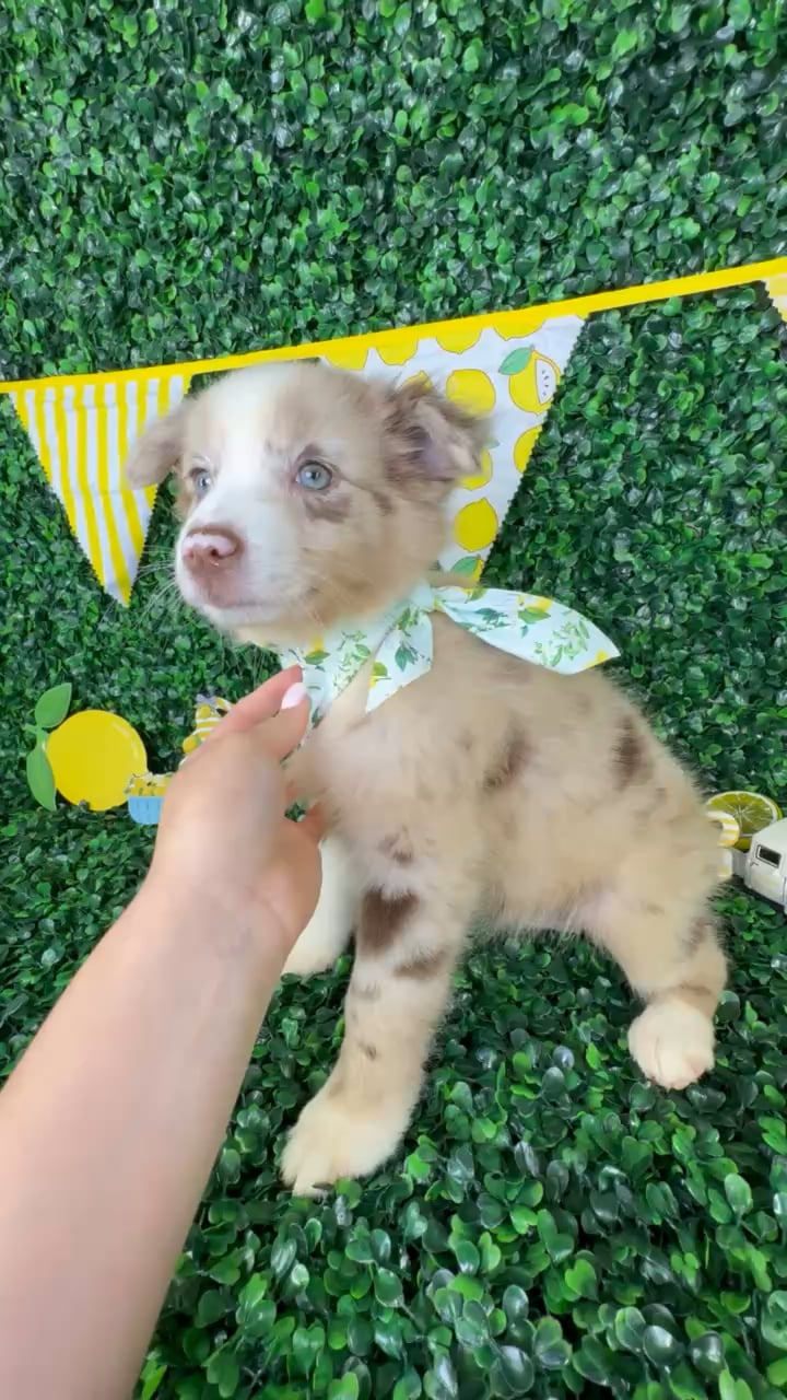 Female Mini Aussie puppy named Pearl for sale at Puppy Dreams - North Richland Hills. video thumbnail